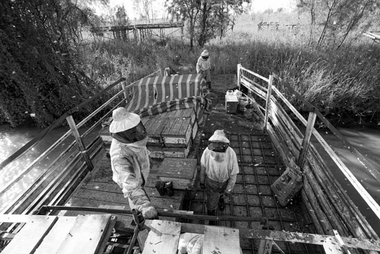 Boatmen's beekeepers of the Parana Delta