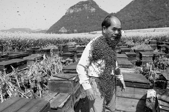 Yellow Peril - Beekeeping and mass tourism on rapeseed field in Luoping, Yunnan.