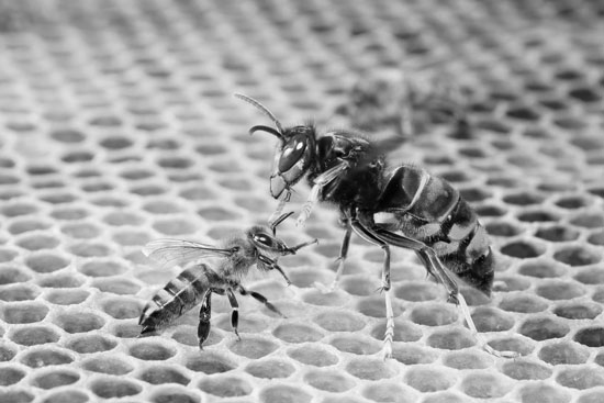 Asian predatory wasp: The Honeybees Killer
