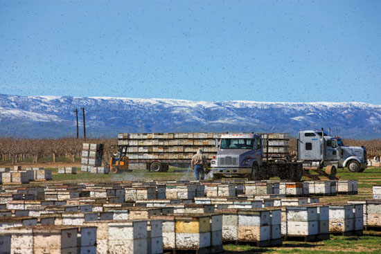 USA – Californie – Vallée centrale, Lost Hills