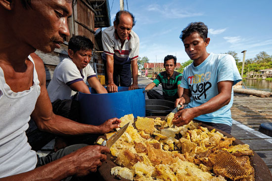 INDONÉSIE – Kalimantan – Bornéo