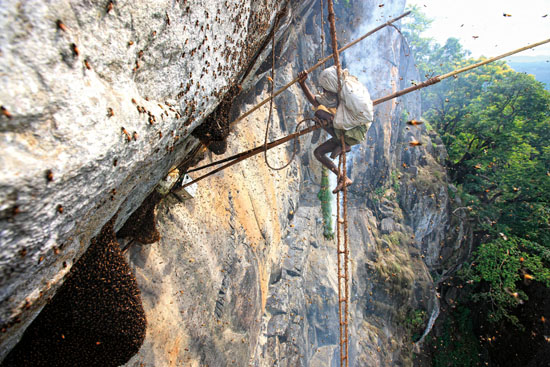 INDE – État du Tamil Nadu, Biosphère des Nilgiris