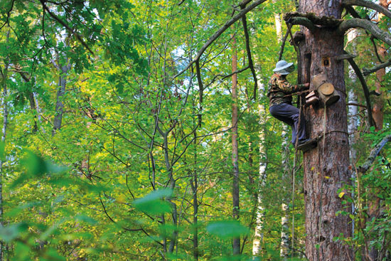 RUSSIE – République de Bachkirie – Parc National de Shulgan Tash